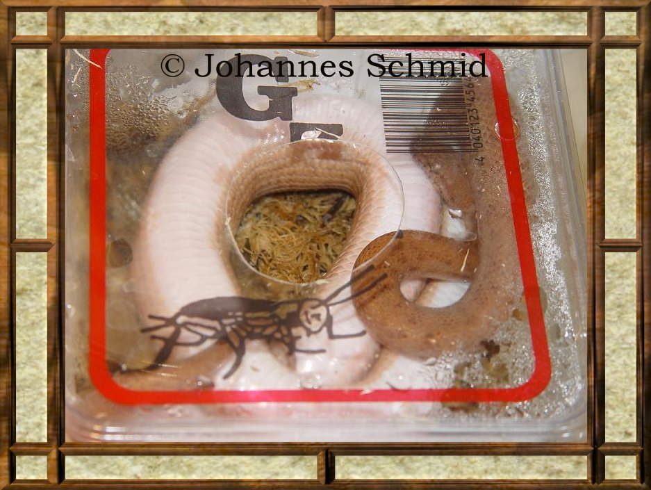 Antaresia perthensis 0.1 trächtig